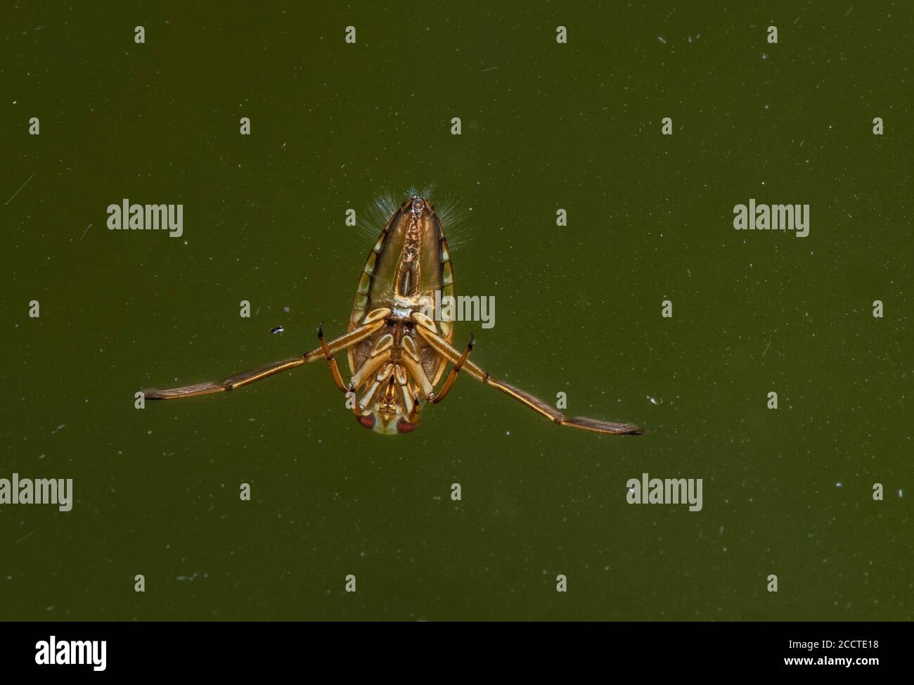Common backswimmer,  Notonecta glauca, swimming upside down at the surface of water trough. Stock Photo