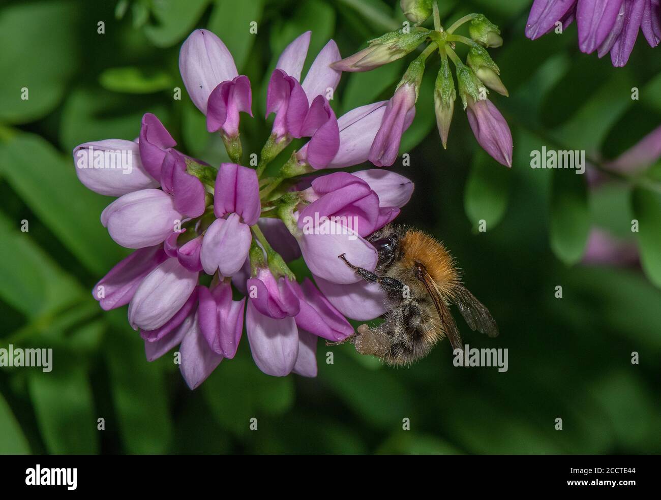 Common Carder Bee, Bombus pascuorum visiting flowers of Crown vetch, Securigera varia, in wildlife garden. Stock Photo