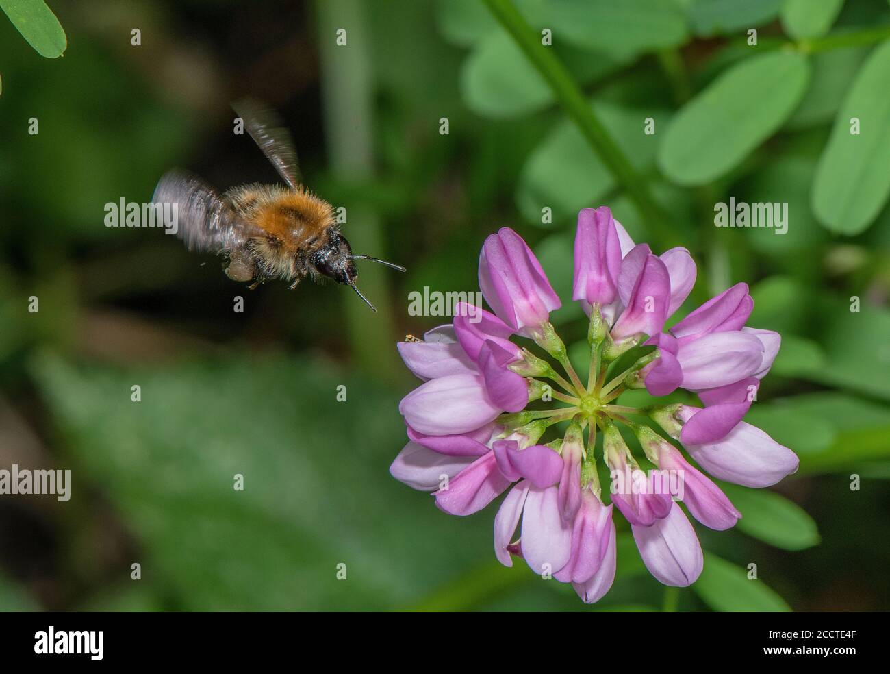 Common Carder Bee, Bombus pascuorum visiting flowers of Crown vetch, Securigera varia, in wildlife garden. Stock Photo
