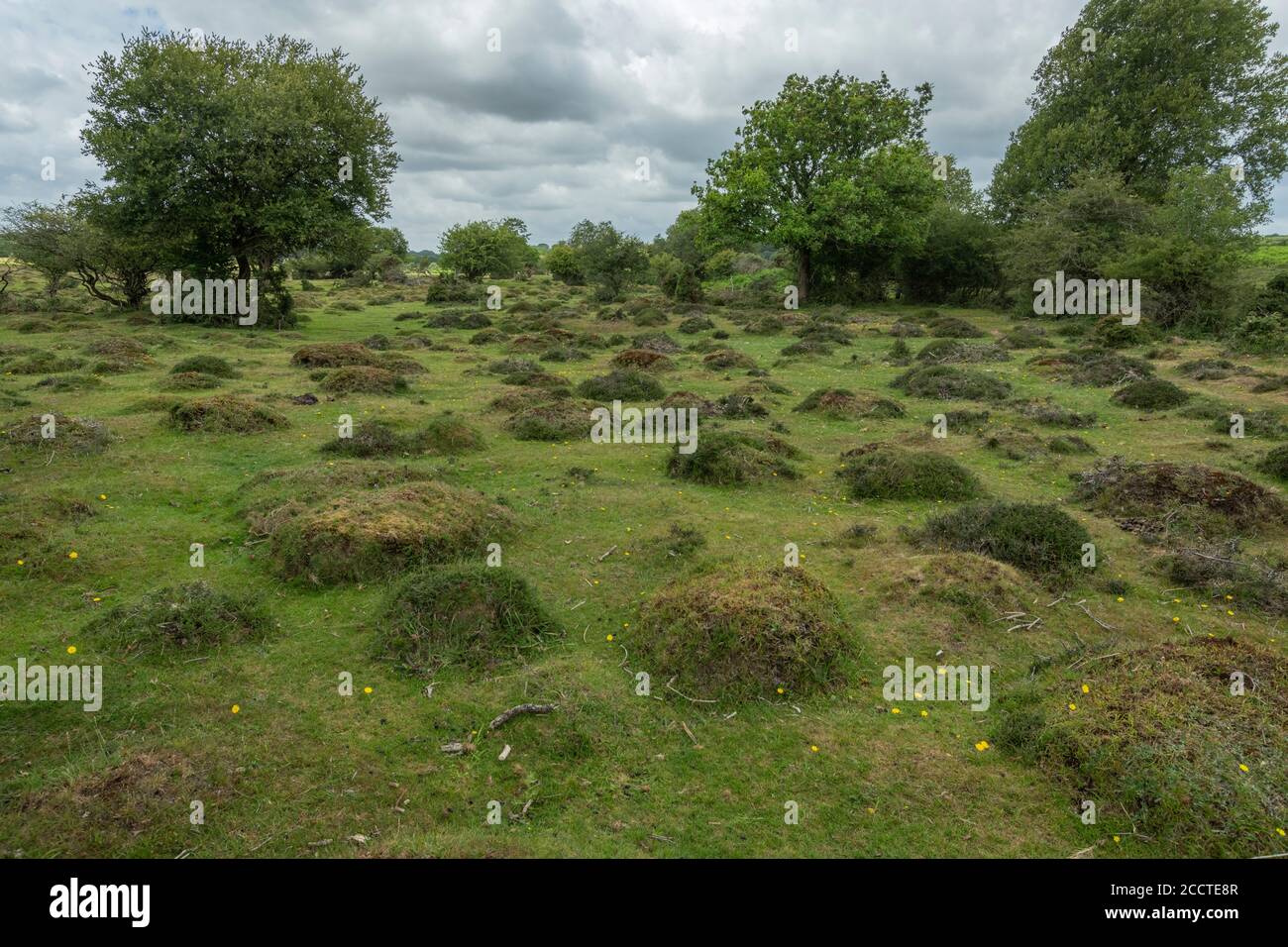 Anthills on the floodplain of the Latchmore Brook, New Forest, Hants. Stock Photo