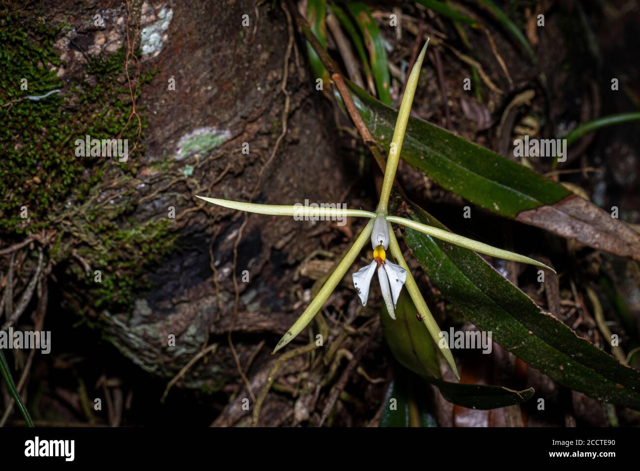 Epidendrum nocturnum - Night scented orchid Stock Photo