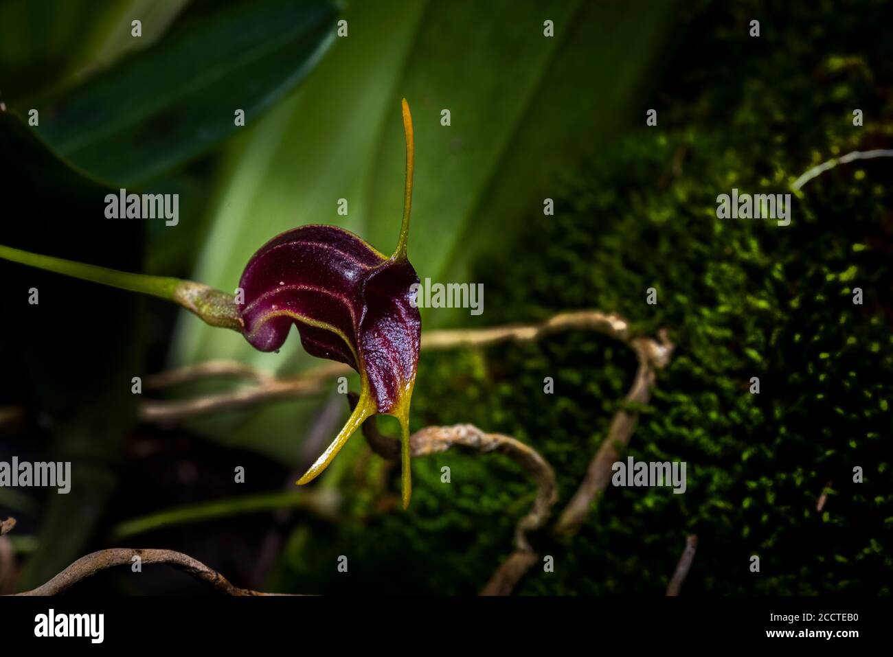 Rare orchid of purple color image taken in the cloud forest of Panama Stock Photo