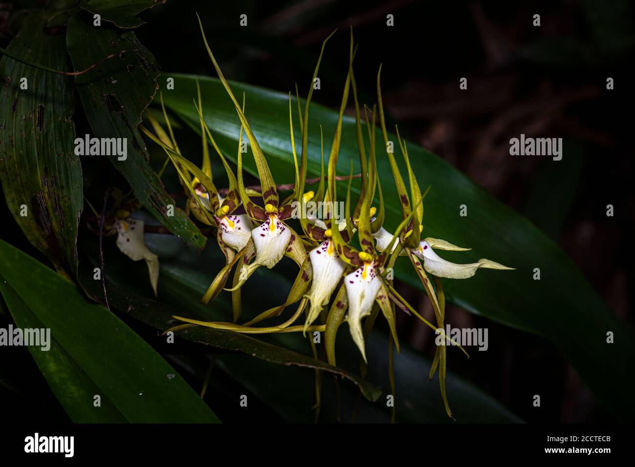 Spider orchid in natural environment image taken in the rain forest of Panama Stock Photo