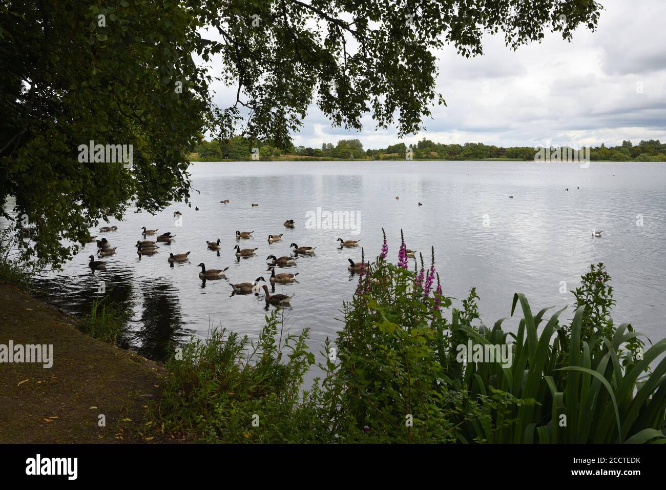 Hogganfield Loch, Local Nature Reserve (LNR) part of the "Seven Lochs  Trail", Glasgow, Scotland, UK, Europe Stock Photo - Alamy