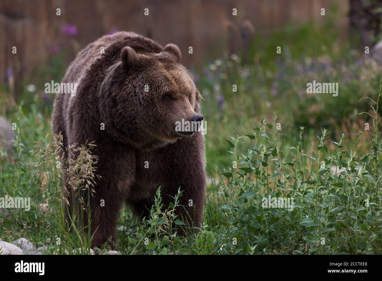 A large female grizzly bear standing in the tall grass and weeds smelling the air for a nearby scent. Stock Photo