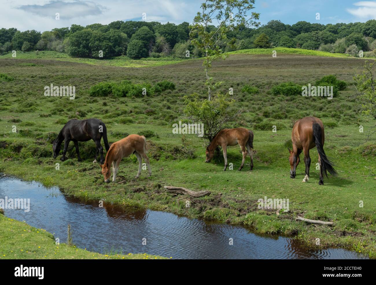 New Forest ponies, grazing alongside Dockens Water at Holly Hatch in the New Forest, Hants. Stock Photo
