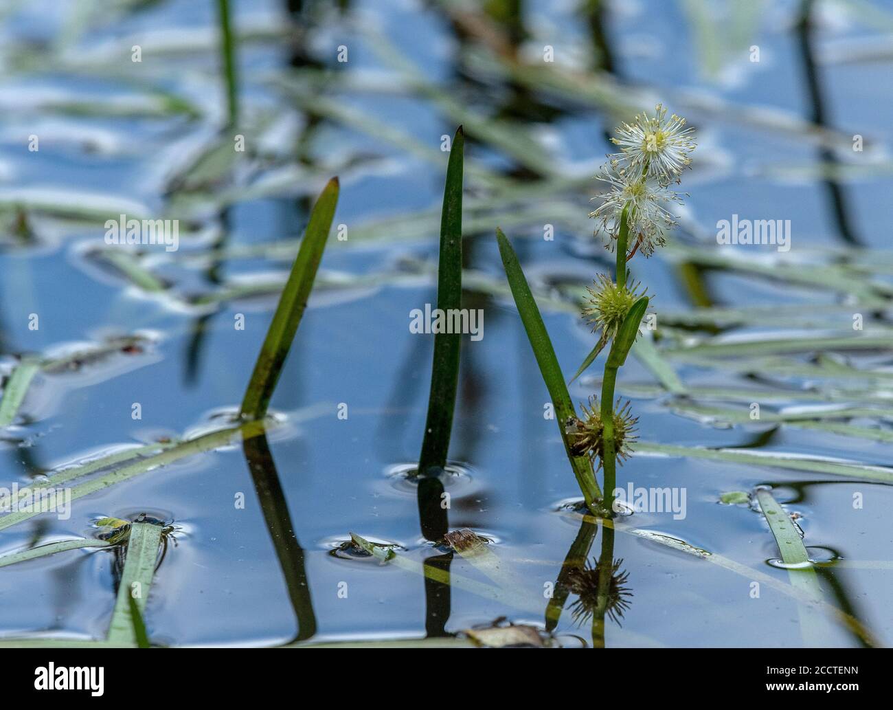 Unbranched bur-reed, Sparganium emersum, growing in New Forest stream, Hants. Stock Photo