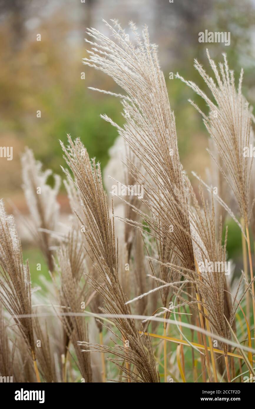 Stalks Vs Reeds Dried Reed Stalks High Resolution Stock Photography and Images - Alamy