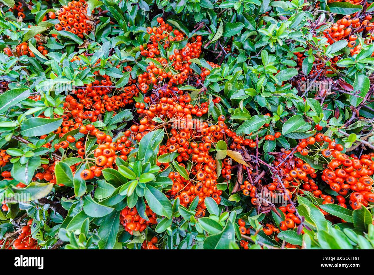 ornamental shrubs with orange berries, note shallow depth of field
