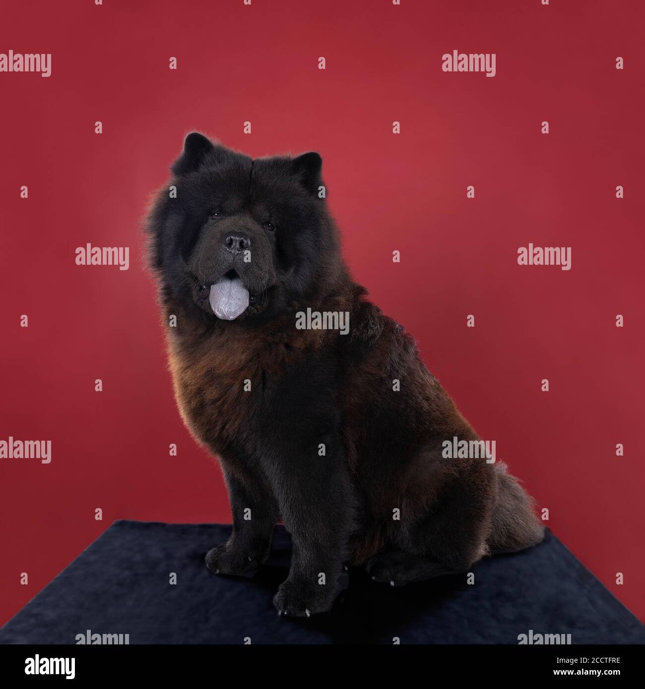 Page 2 Pedigree Chow High Resolution Stock Photography And Images Alamy