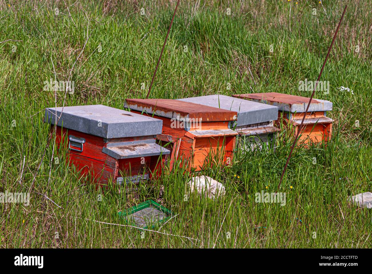 Bee hives stand in tall grass near Bagno Vignoni, Val d'Orcia, Italy Stock Photo