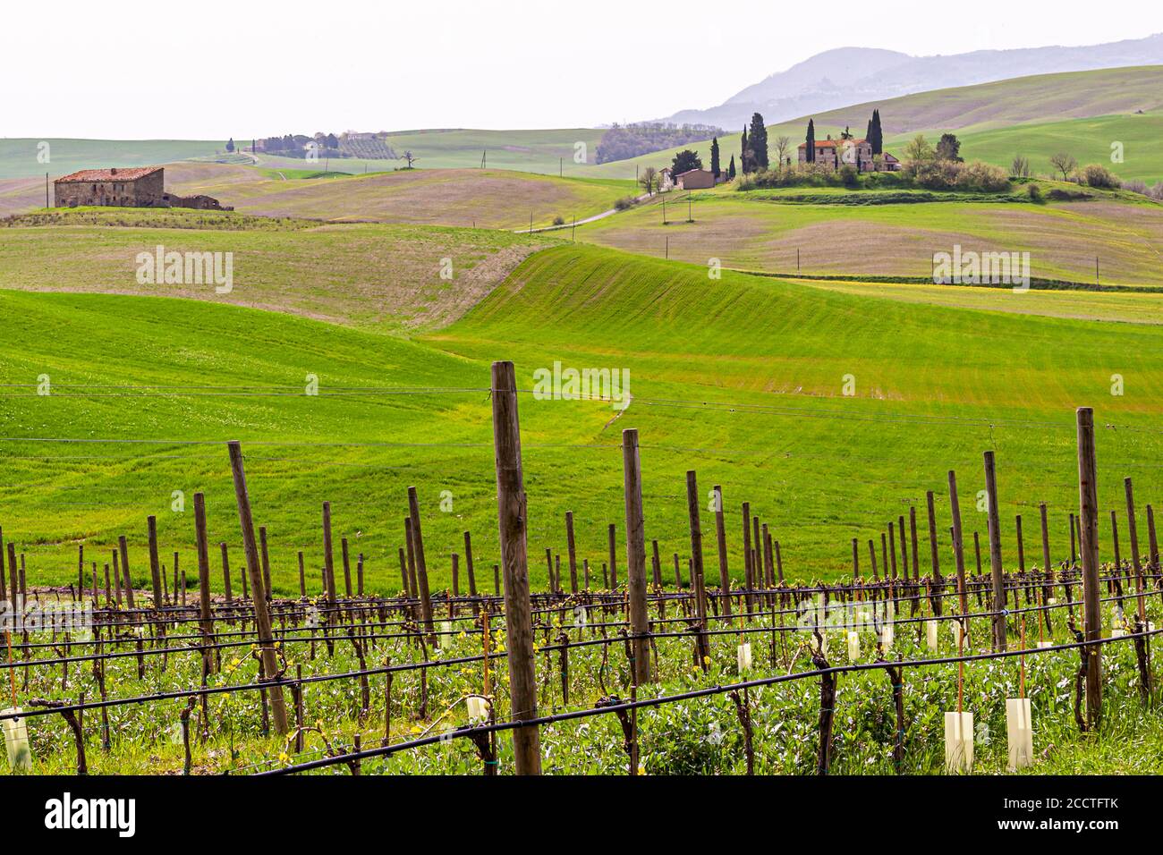 Hills, cypresses, fields, vineyards ... Tuscan landscape in spring, green fields, cypreses and olive trees, hiking in Tuscany, Bagno Vignoni, Val d'Orcia, Italy. UNESCO World Heritage Stock Photo