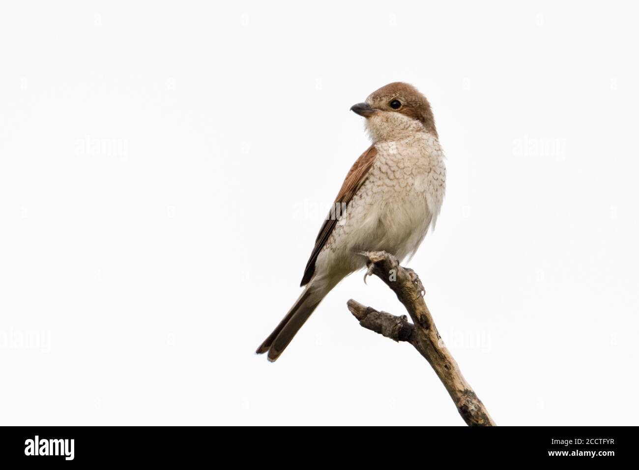 Red-backed Shrike ( Lanius collurio ), adult female, perched on top of a dry stick, on its favourite lookout, watching, clean background, wildlife, Eu Stock Photo