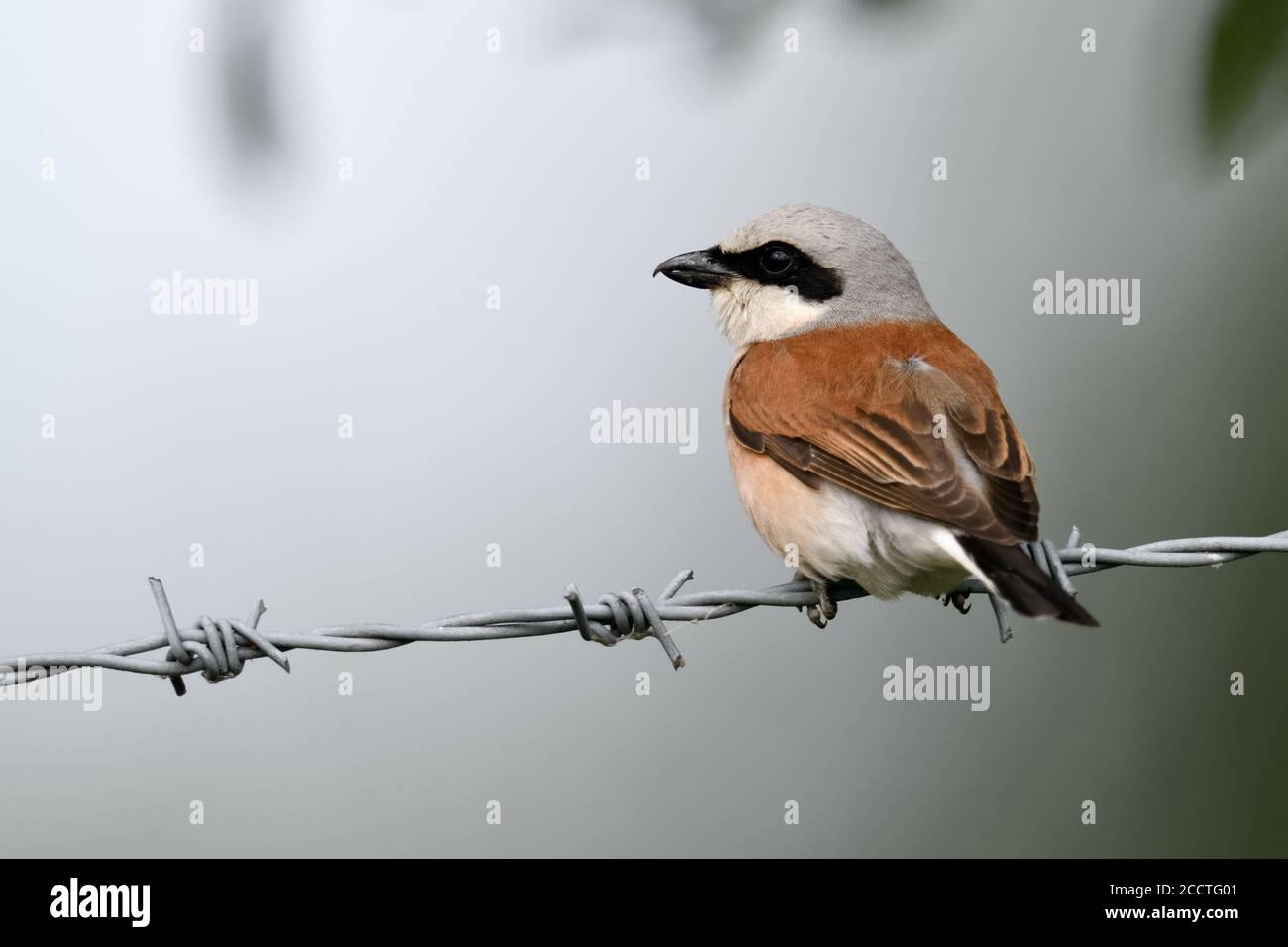Red-backed Shrike ( Lanius collurio ), adult male, perched on a barbed wire fence, resting, backside view, clean background, nice surrounding, wildlif Stock Photo