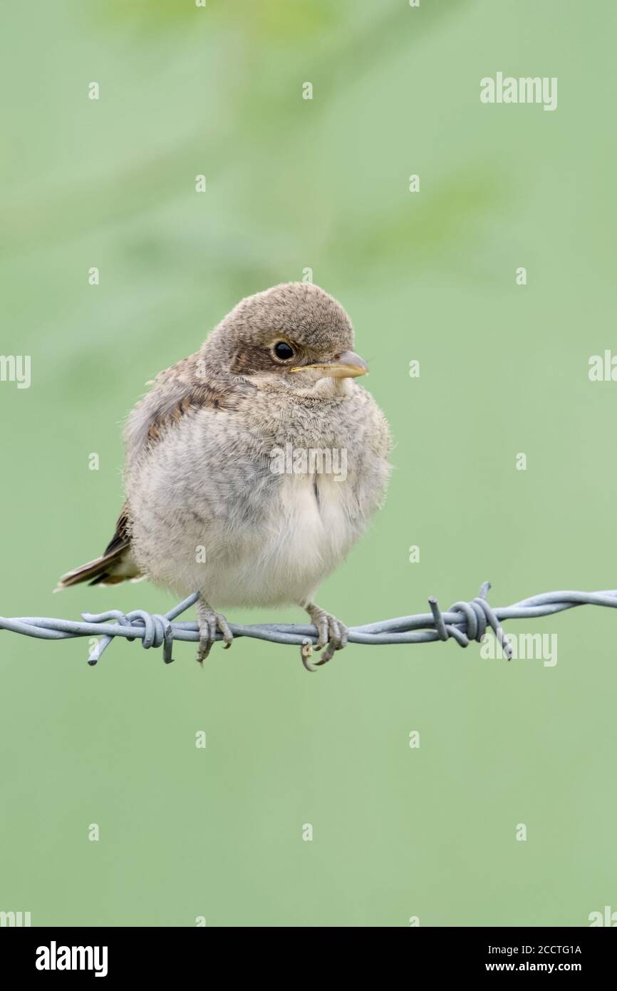 Red-backed Shrike ( Lanius collurio ), young chick, just fledged, exploring its surrounding, waiting for food, perched on barbed wire, looks cute, wil Stock Photo