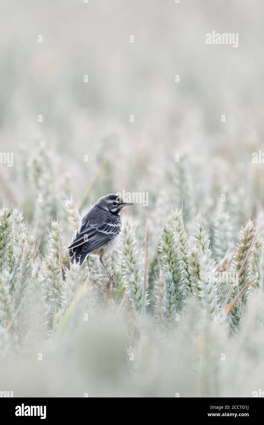 Yellow Wagtail ( Motacilla flava ), young bird, fledged, juvenile, perched on ripe wheat crops, sitting in a grain field, wildlife, Europe. Stock Photo