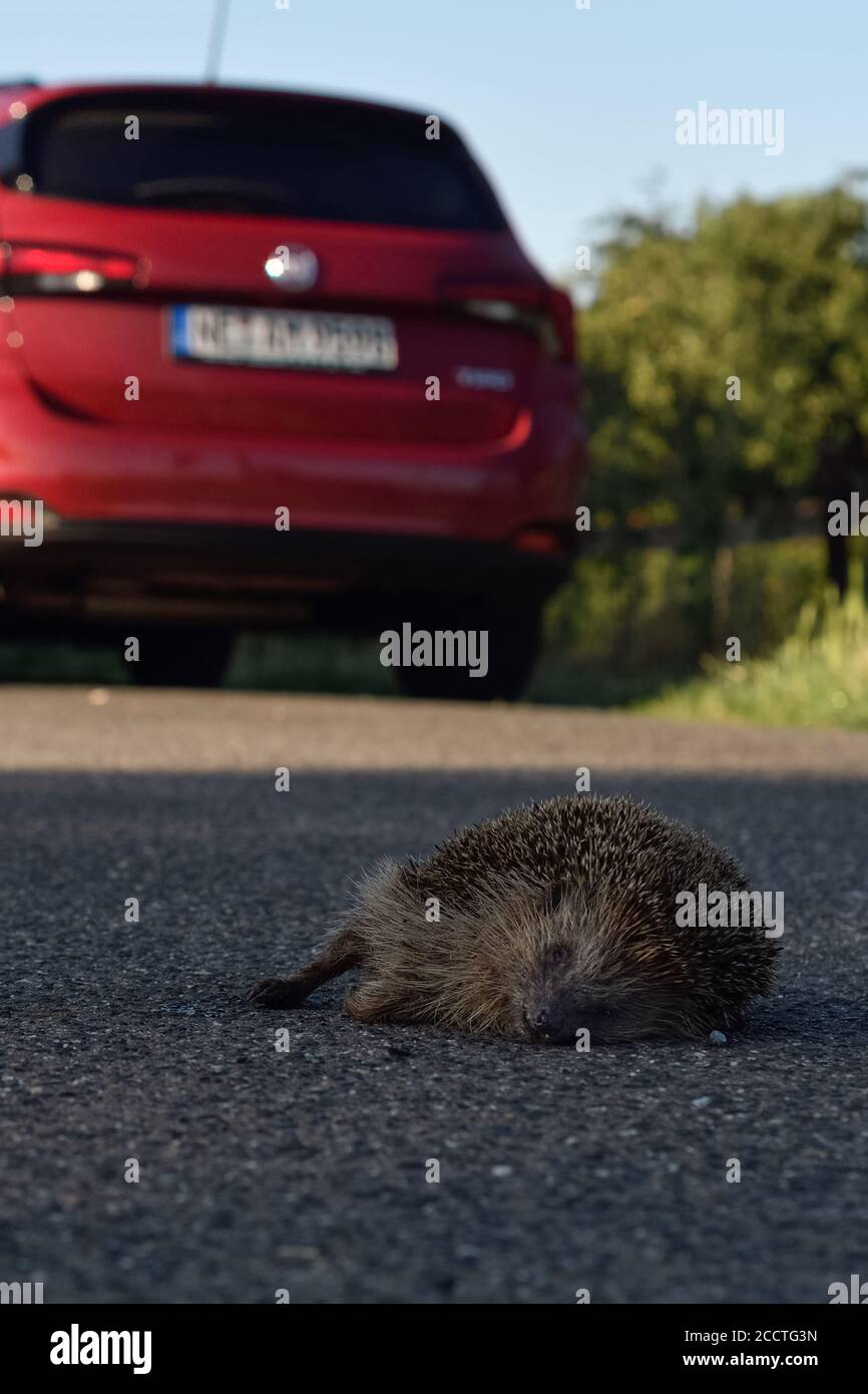 Hedgehog ( Erinaceus europaeus ), dead, hit by car, squashed on the road, roadkill, endangered, run over by road traffic, wildlife, Europe. Stock Photo