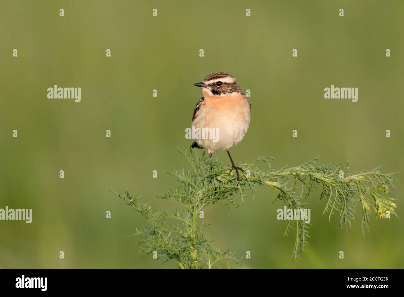 Whinchat ( Saxicola rubetra ) perched on a green twig, male in breeding dress, endangered native bird of open grassland, wildlife, Europe. Stock Photo