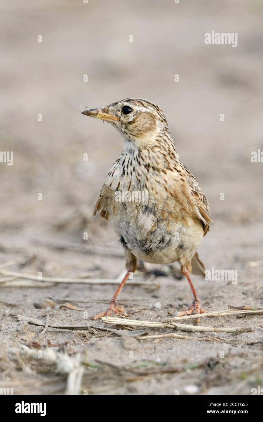 Skylark ( Alauda arvensis ), typical bird of open land, sitting, standing on the ground, farmland, watching around, looks funny, wildlife, Europe. Stock Photo