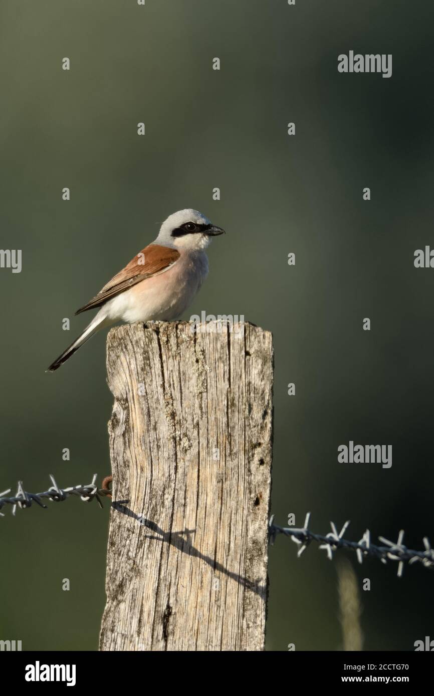 Red-backed Shrike ( Lanius collurio ), adult male, sitting, resting on a barbed wire fence post, in typical surrounding of open land, wildlife, Europe Stock Photo