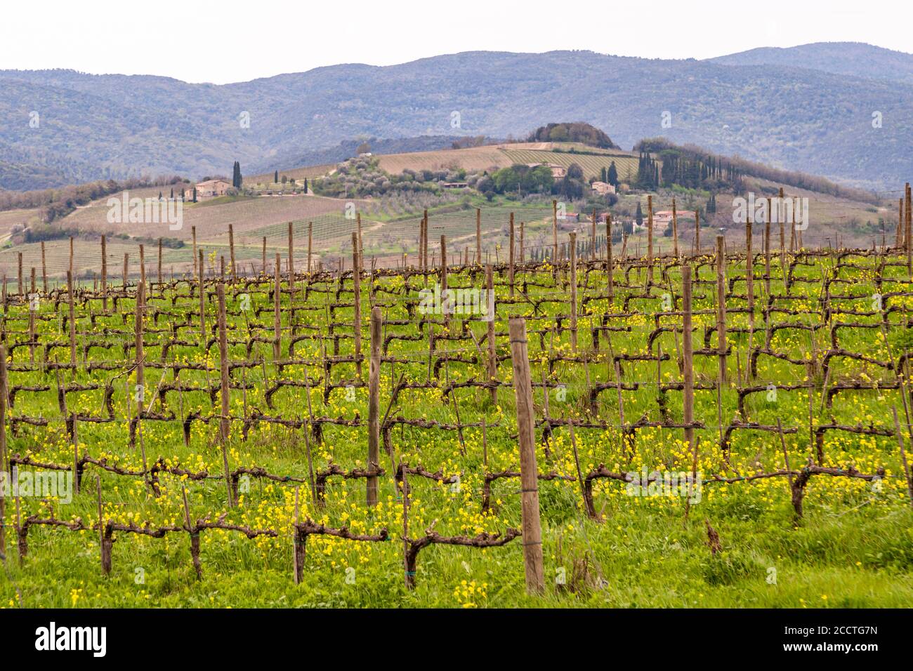 Brunello vines near Montalcino, Italy Stock Photo