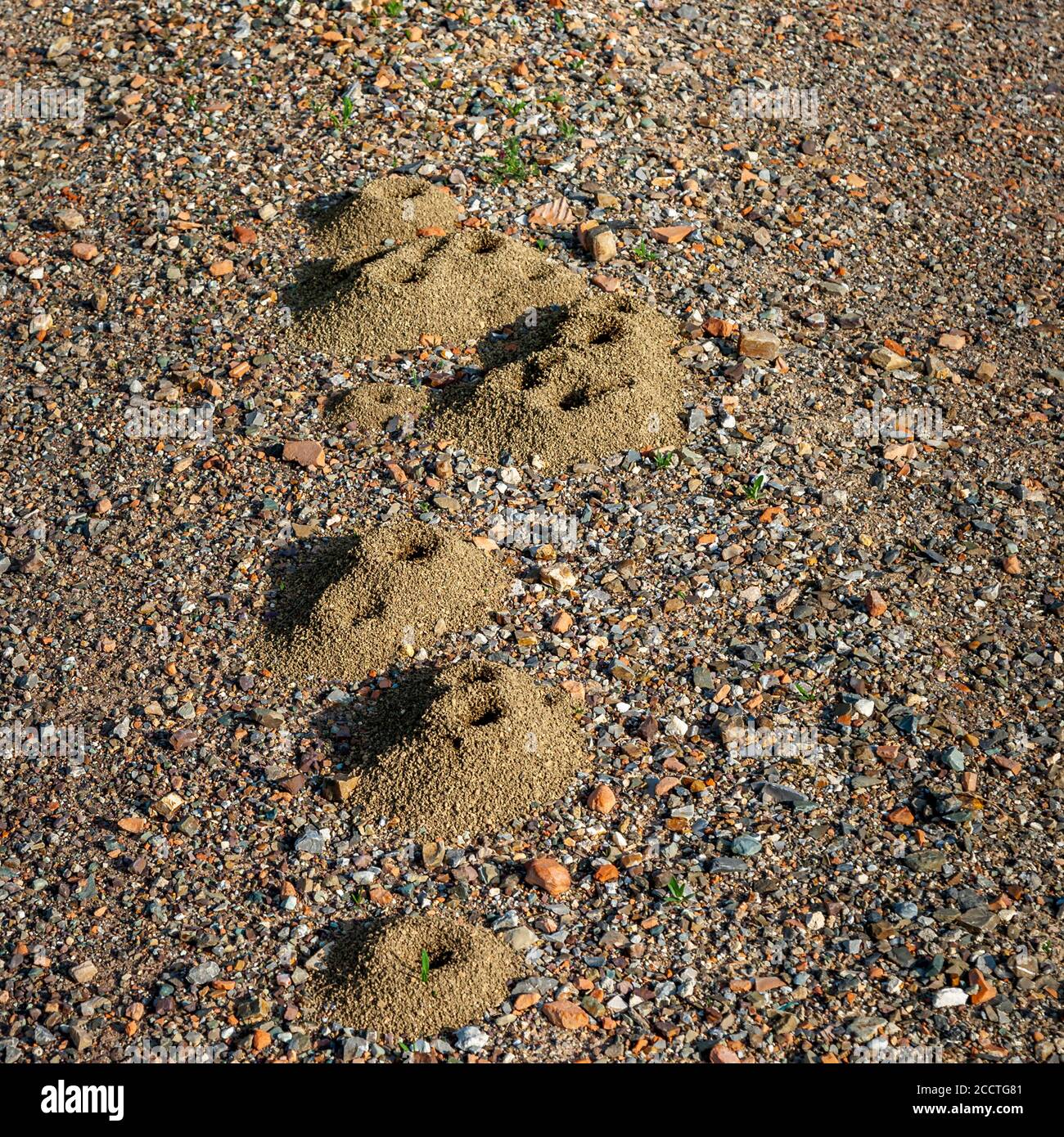 Ant nest in gravel Val d'Orcia, Italy Stock Photo