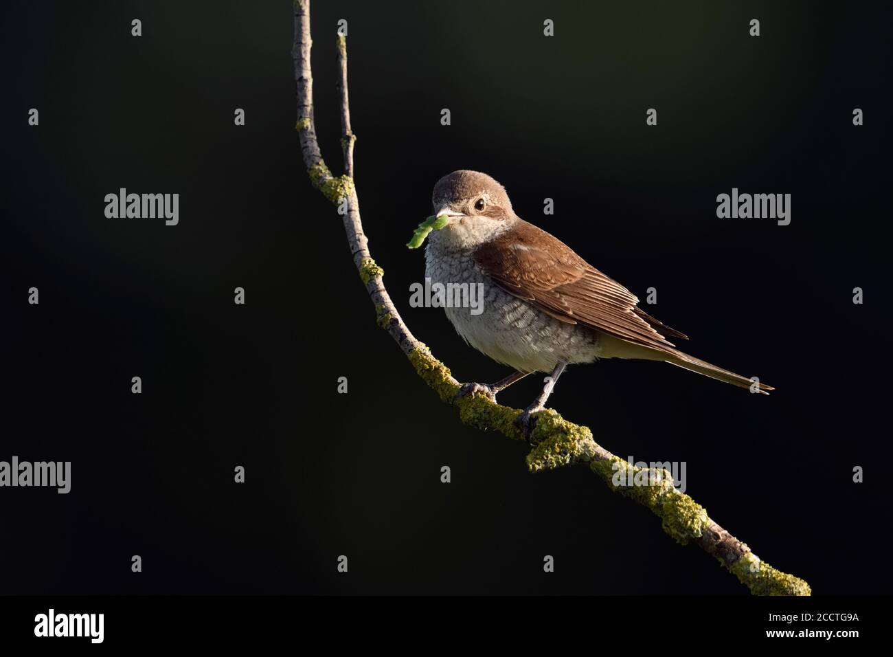 Red-backed Shrike ( Lanius collurio ), female, perched on a dry elder branch, with prey in beak, feeding on hunted caterpillar, wildlife, Europe. Stock Photo