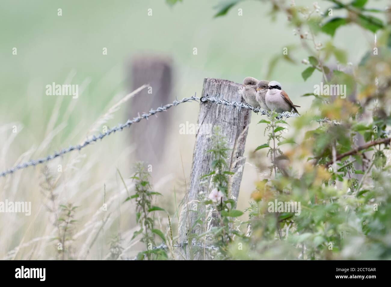 Red-backed Shrike ( Lanius collurio ), family, adult male perched together with young fledgling on barb wire, caring for its chicks, natural surroundi Stock Photo