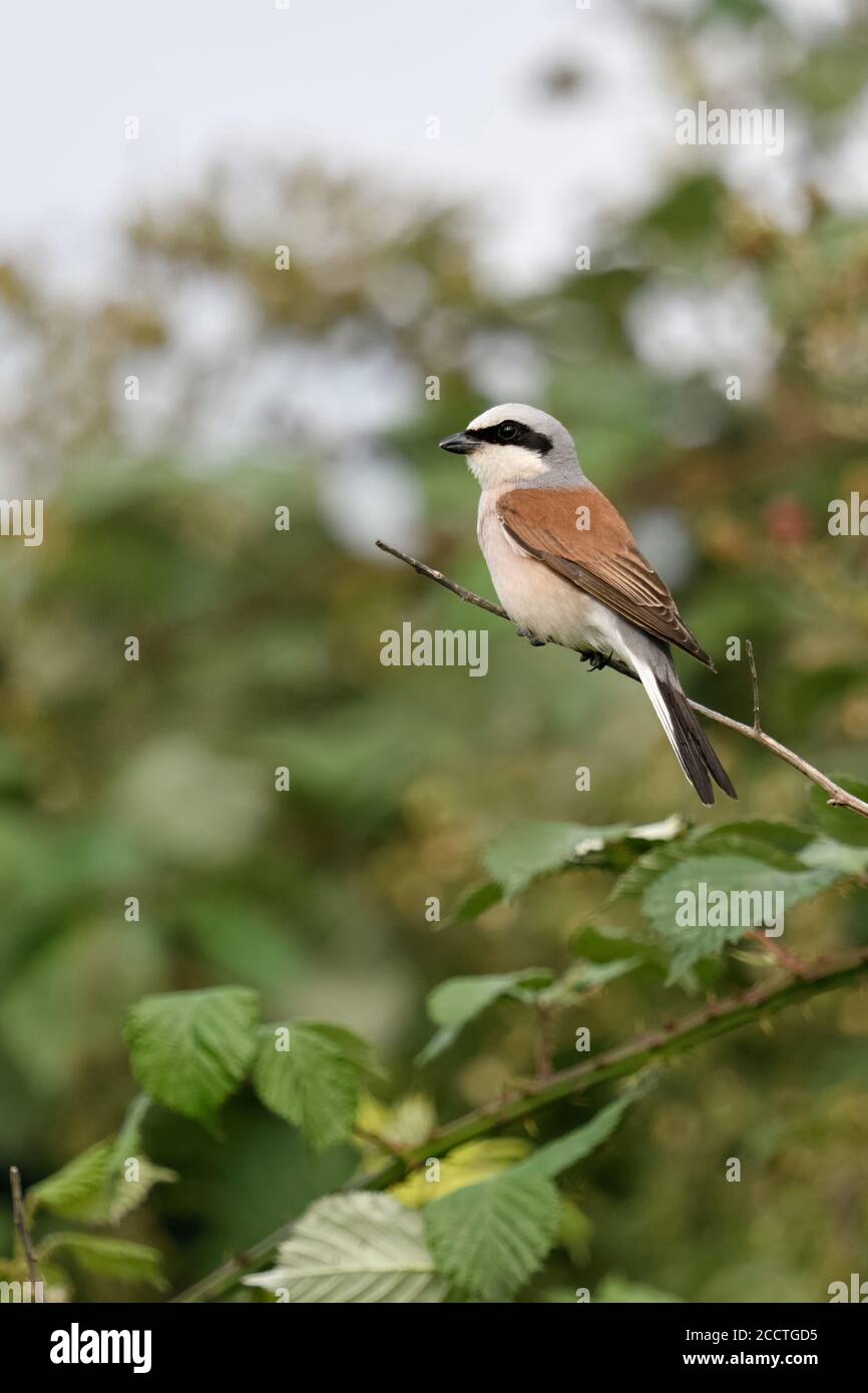 Red-backed Shrike ( Lanius collurio ), adult male on its lookout in a bramble hedge, hunting, watching for prey, wildlife, Europe. Stock Photo