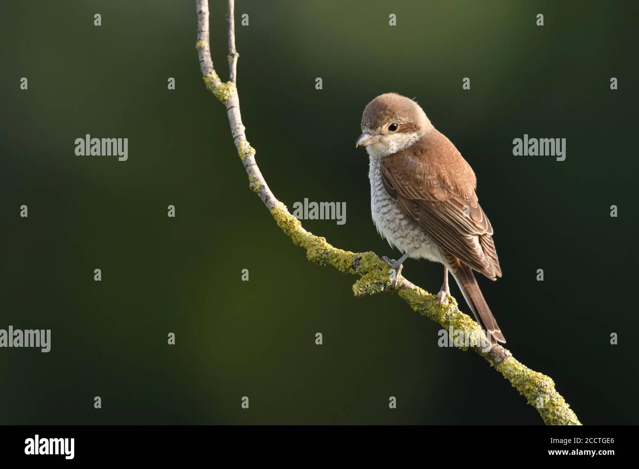 Red-backed Shrike ( Lanius collurio ), adult female, perched on a dry branch, on its lookout, resting, watching for prey, wildlife, Europe. Stock Photo