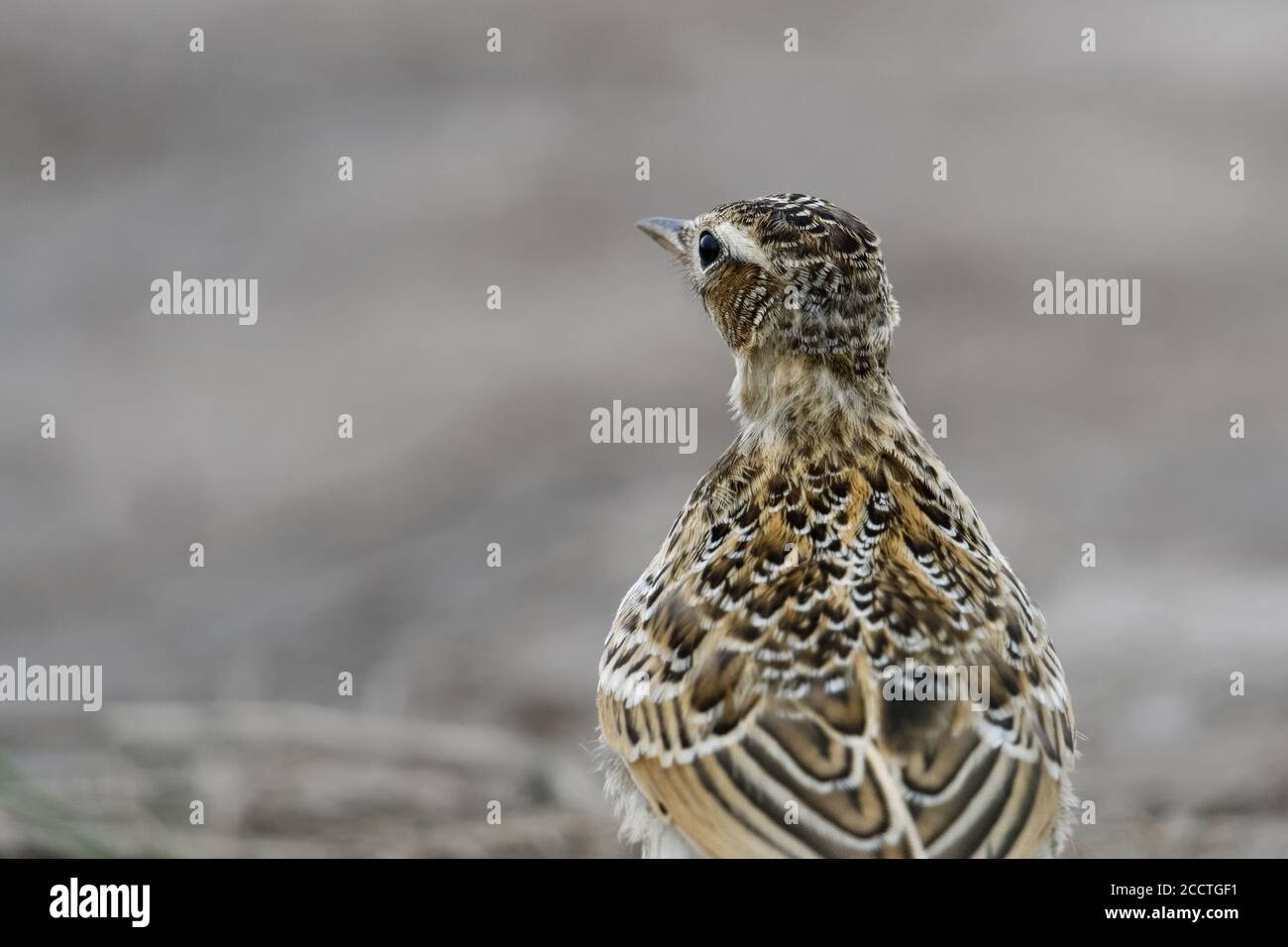 Skylark ( Alauda arvensis )  bird of open land, endangered by intensive farming, sitting on the ground, backside view, close-up, wildlife, Europe. Stock Photo
