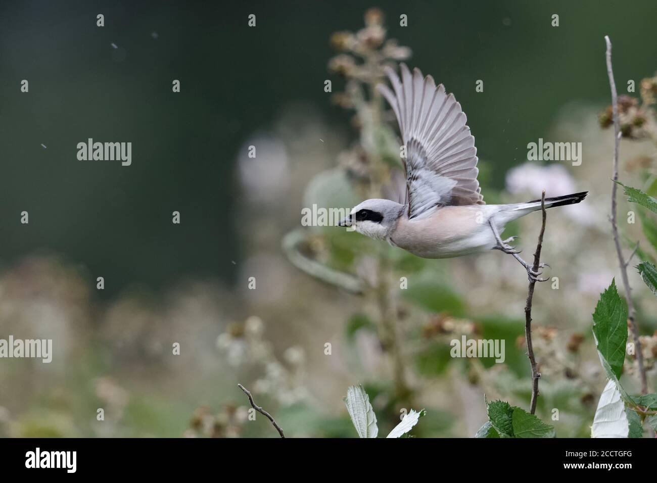 Red-backed Shrike ( Lanius collurio ), adult male taking off from its outlook, flying away, in flight, typical surrounding of bramble hedge, rainy day Stock Photo