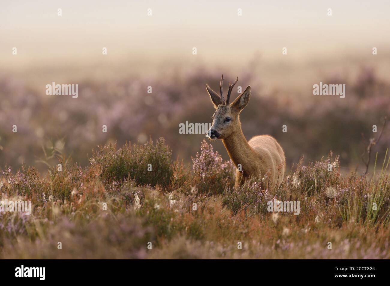 Roe Deer ( Capreolus capreolus ), buck, standing, feeding in a field of of violett blooming heather, in moody atmosphere, wildlife, Europe. Stock Photo