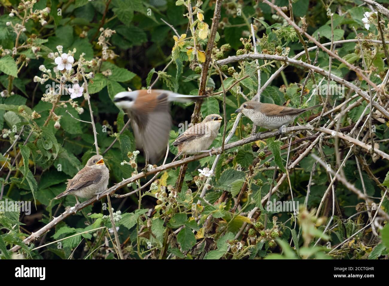 Red-backed Shrikes ( Lanius collurio ), whole family, male flying away after passing prey to female for feeding, young chicks, juveniles begging for f Stock Photo