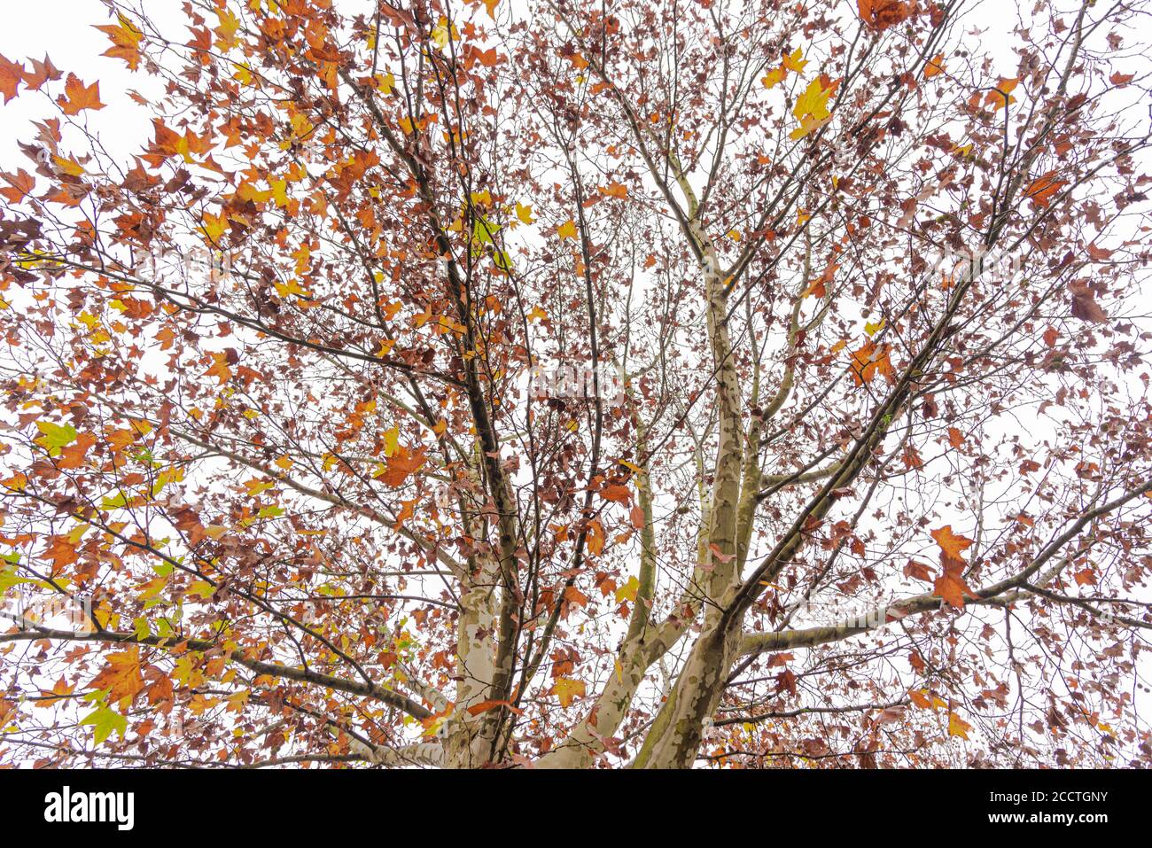 Maple trees (Platanus × hispanica). Dawn with fog. Nature and flora ...