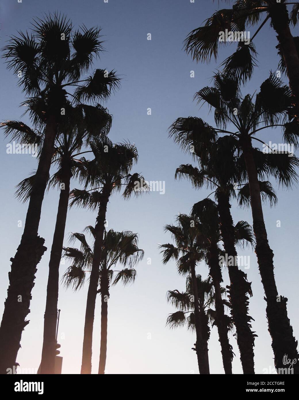 Palm trees silhouette Stock Photo