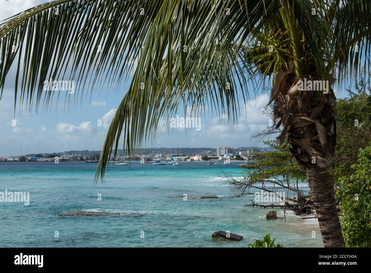A coconut palm tree frames the sea at Carlisle Bay, Bridgetown, Barbados. Stock Photo
