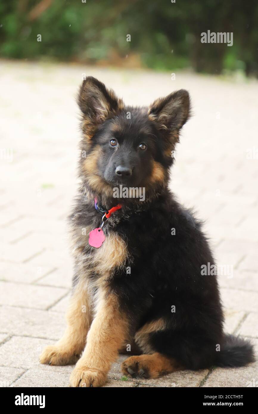 Little German Shepherd Pup With Black Mask And Black And Tan Long Hair Sitting Stock Photo Alamy