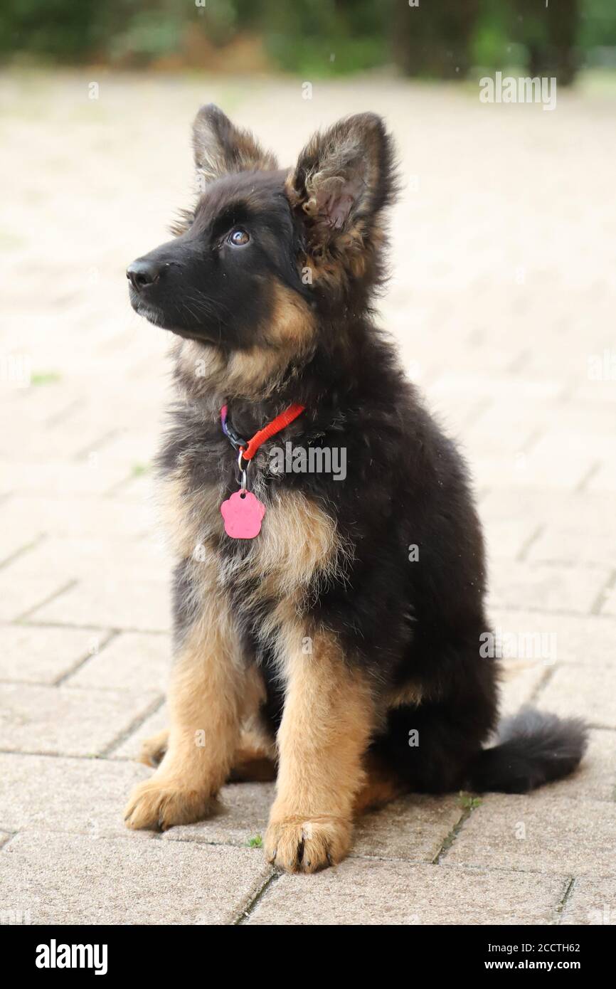 Portrait Of A Black And Tan Long Haired German Shepherd Puppy Stock Photo Alamy