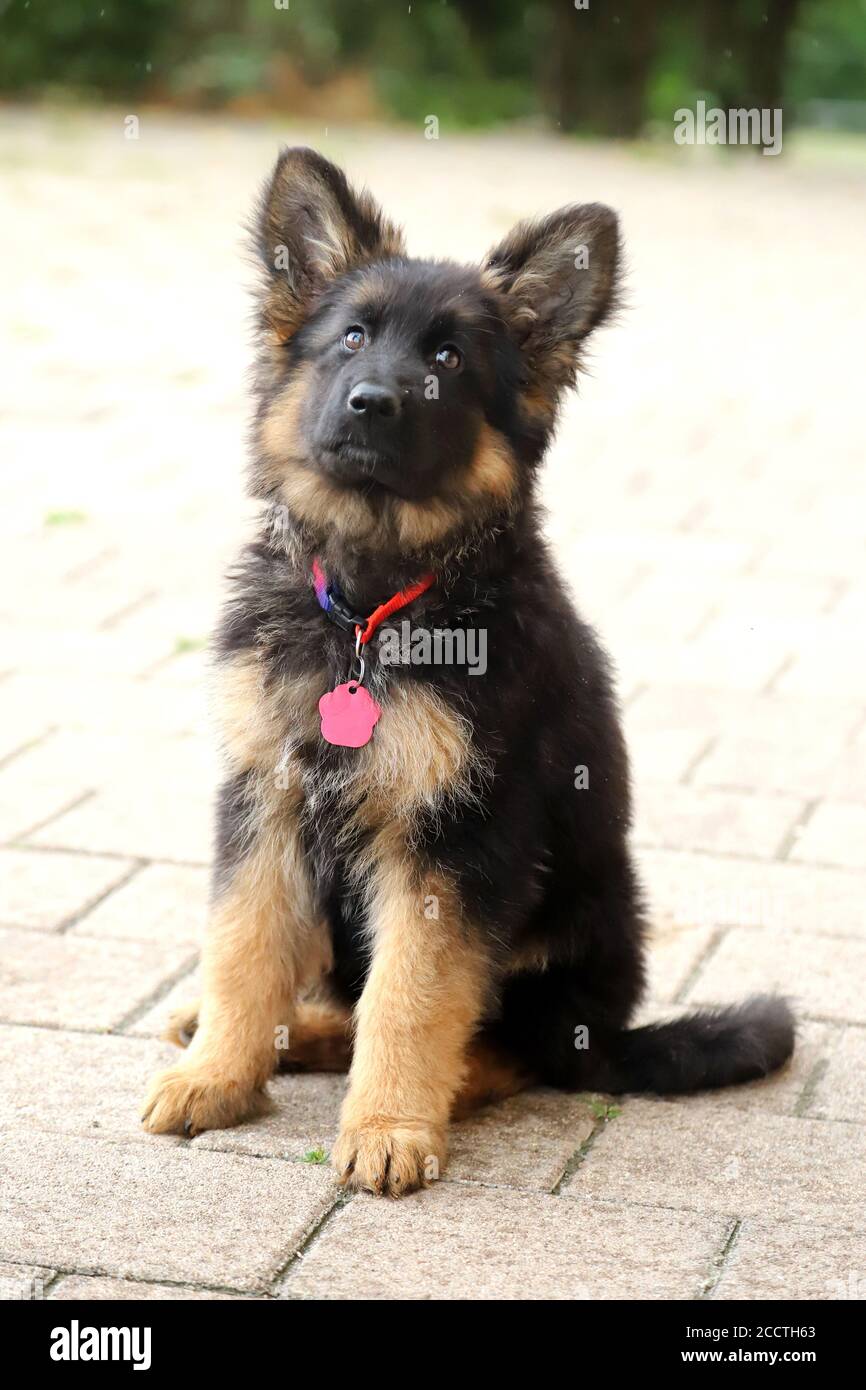 Portrait of a black and tan long-haired german shepherd puppy Stock Photo -  Alamy