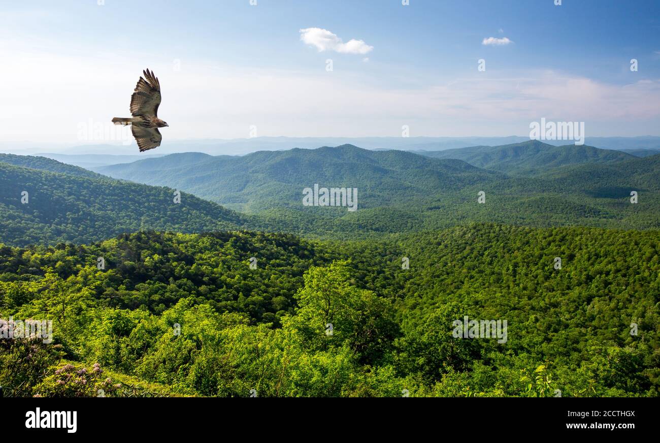 A red-tailed hawk soars above a mountain overlook on the Blue Ridge Parkway in North Carolina. Stock Photo