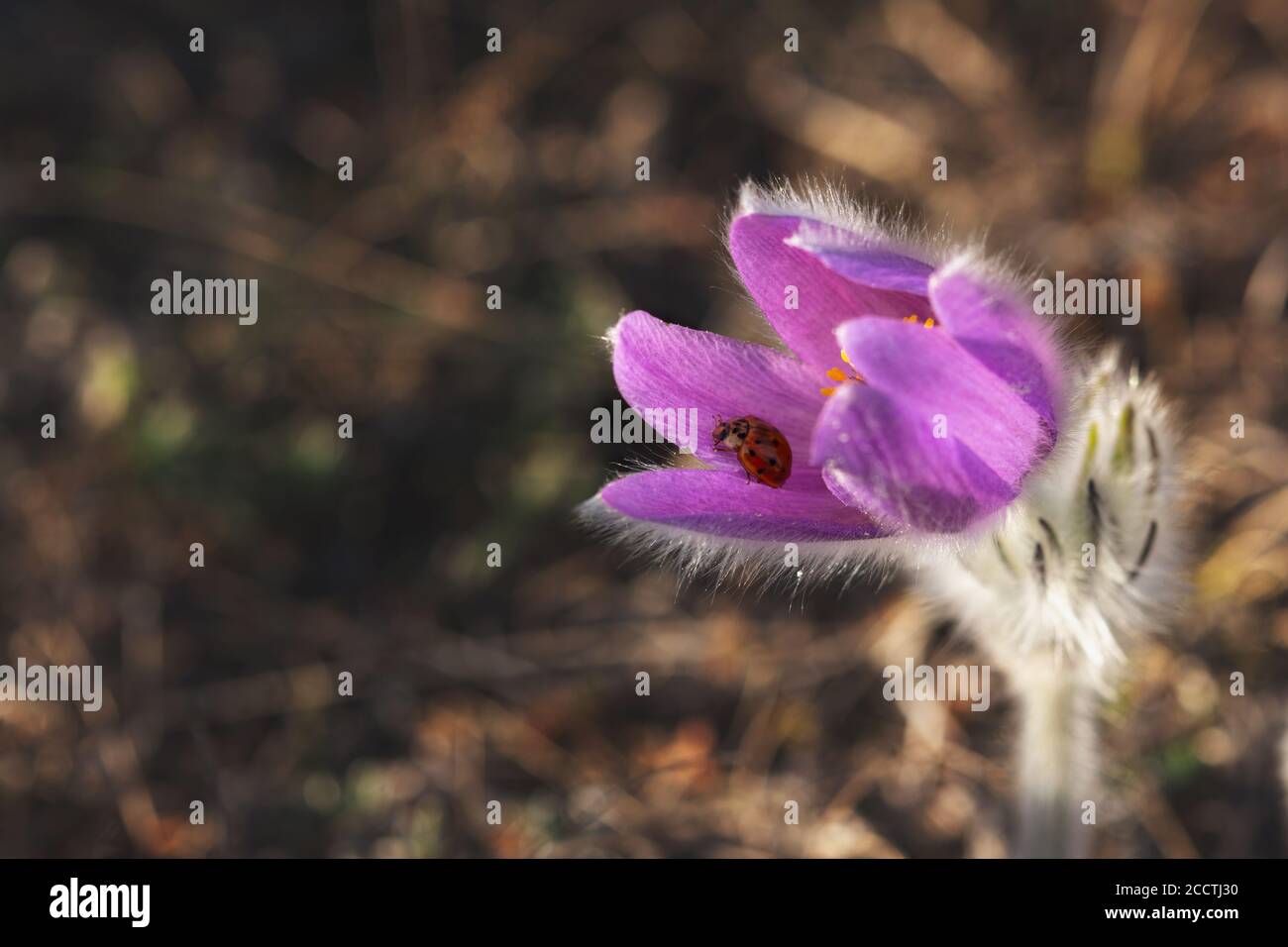 Ladybug on a flower of dream-grass. Pulsatilla patens on a blurred background in selective focus. Floral spring background. Soft natural light. Rare a Stock Photo