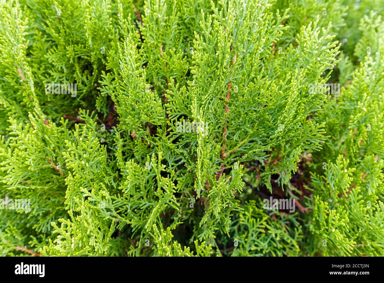 Thuja tree thick branches hi-res stock photography and images - Alamy