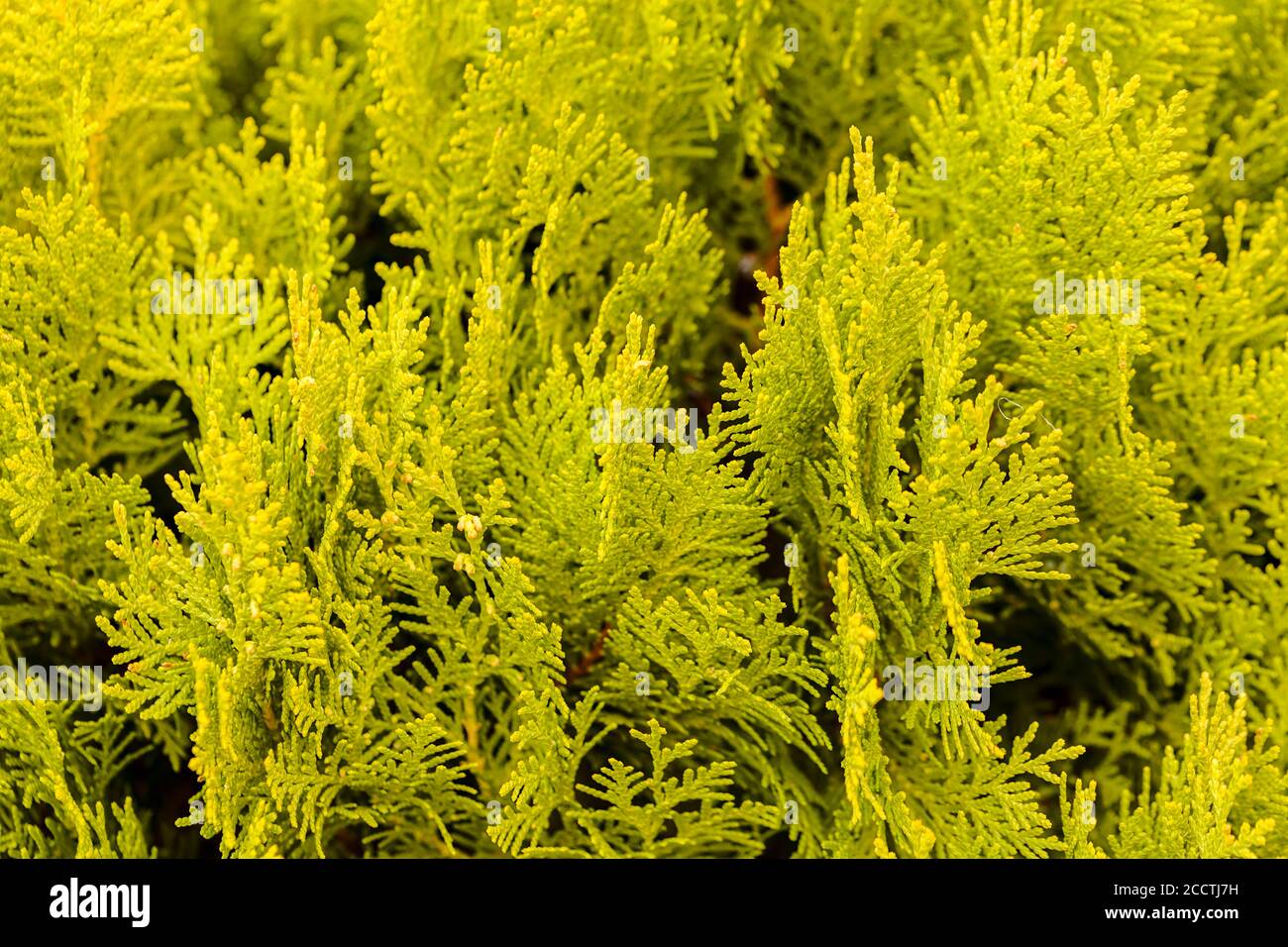 Thuja tree thick branches hi-res stock photography and images - Alamy