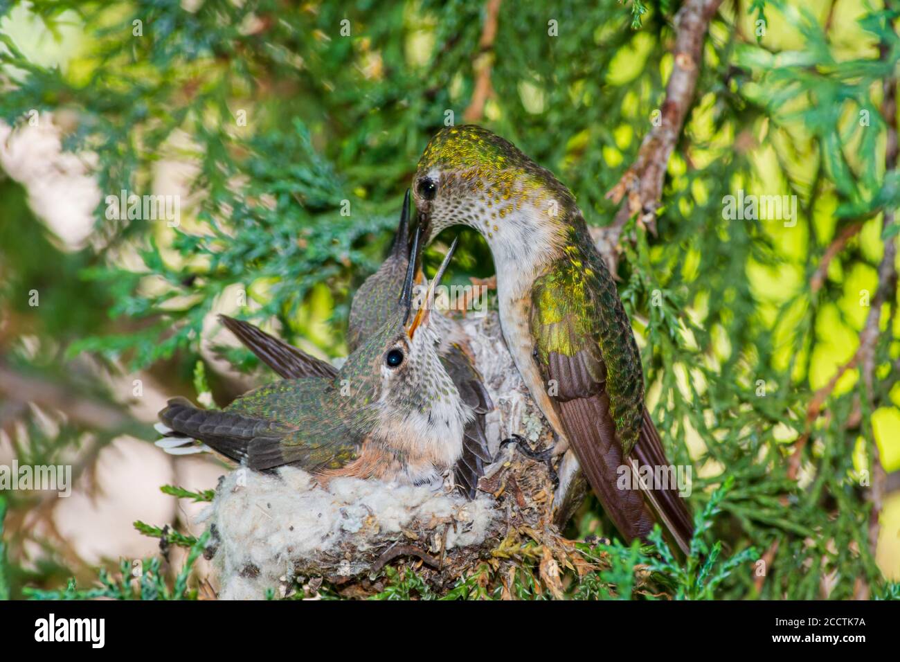 Female Broad-tailed Hummingbird (Selasphorus platycercus) feeding young in nest of Rocky Mountain Juniper tree, Castle Rock Colorado USA. Stock Photo