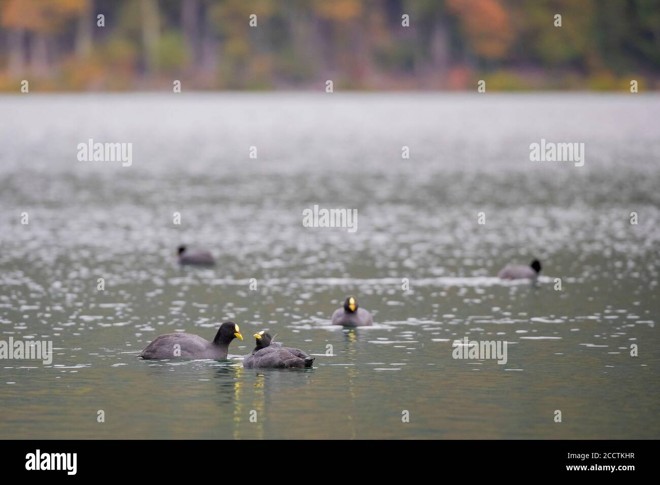 Red-gartered Coot (Fulica armillata) group in water. Quillelhue Lake. Villarica National Park. Chile. Stock Photo