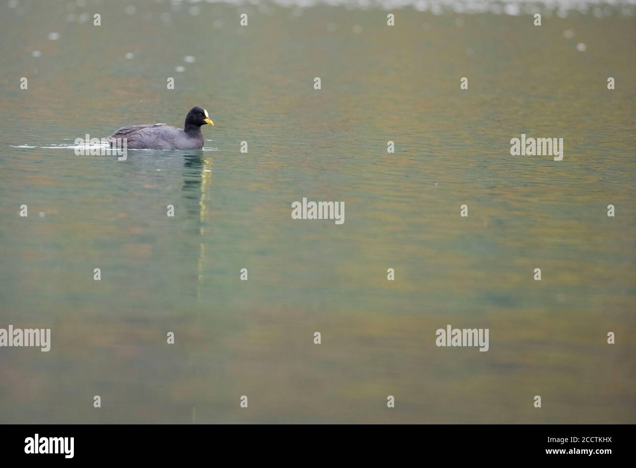 Red-gartered Coot (Fulica armillata) in water. Quillelhue Lake. Villarica National Park. Chile. Stock Photo