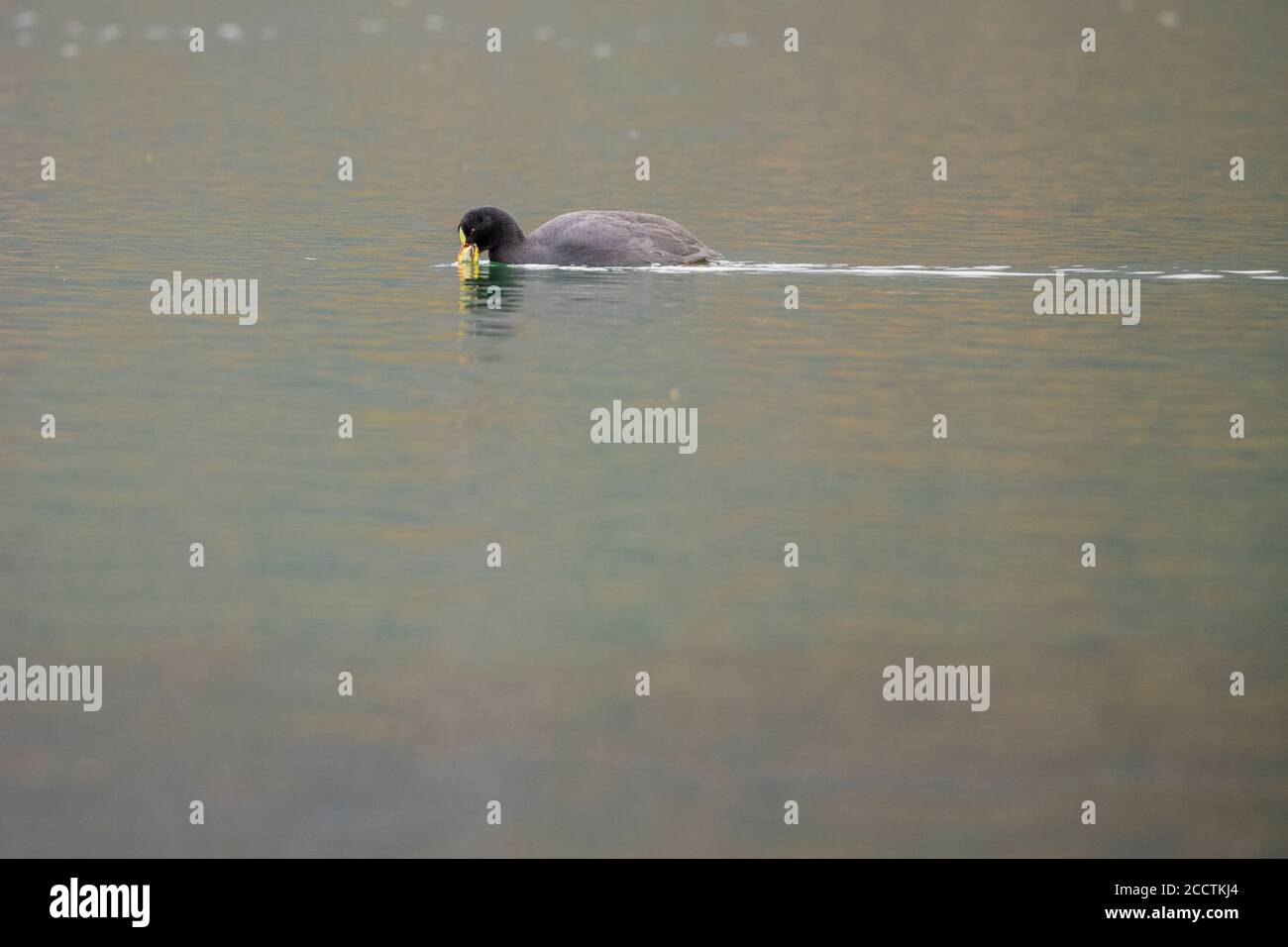 Red-gartered Coot (Fulica armillata) feeding in water. Quillelhue Lake. Villarica National Park. Chile. Stock Photo