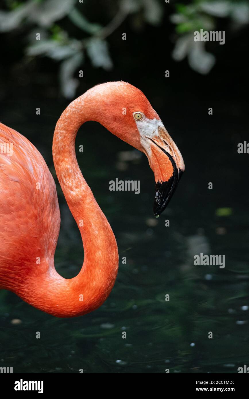 Close up portrait of an American flamingo, large water bird profile Stock Photo