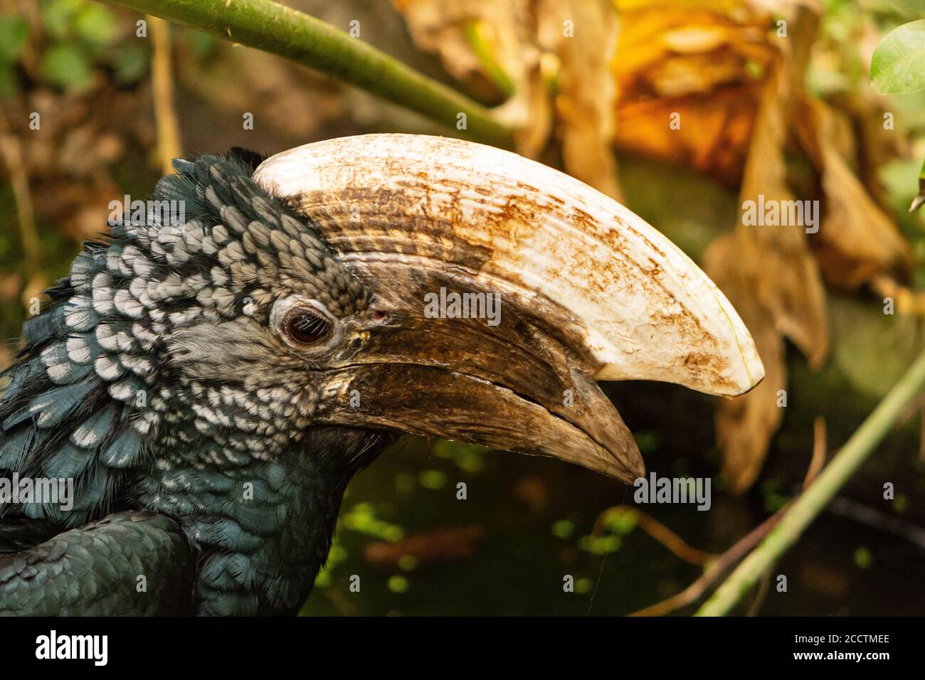 Portrait of silvery-cheeked hornbill, large species of bird found in Africa, volatile with huge beak Stock Photo